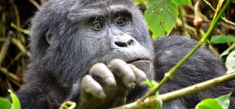 Mountain Gorilla, Bwindi, Uganda